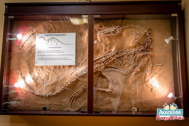 Wielka gablota pokazująca dinozaura w skale. Całość w kolorze brązowym. Kartka na szybie informuje, że to CERATOZAUR. Jest krótka informacja o tym gatunku.