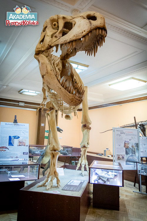 Widać salę muzealną. Na środku wielki szkielet drapieżnego dinozaura. Widzimy wielki łeb z rozwartą szczęką pełną wielkich ostrych zębów.