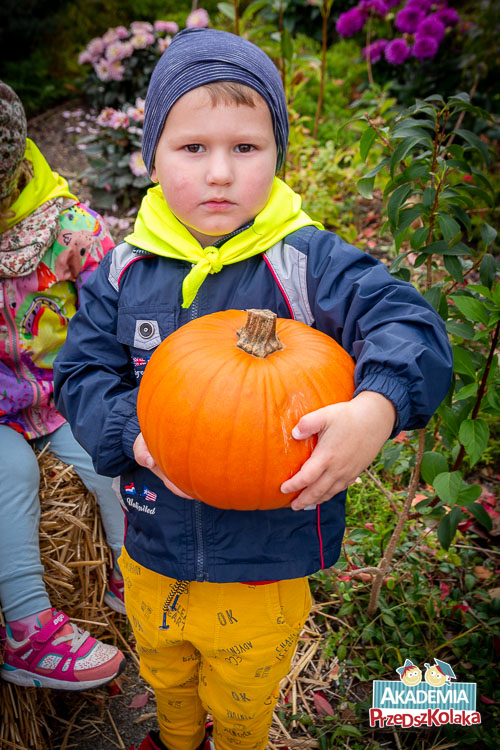 Portret przedszkolaka. Chłopiec trzyma w rękach wielką dynię.